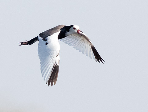 Long-toed Lapwing in flight